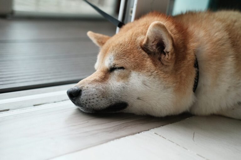 araffy dog laying on the floor next to a window